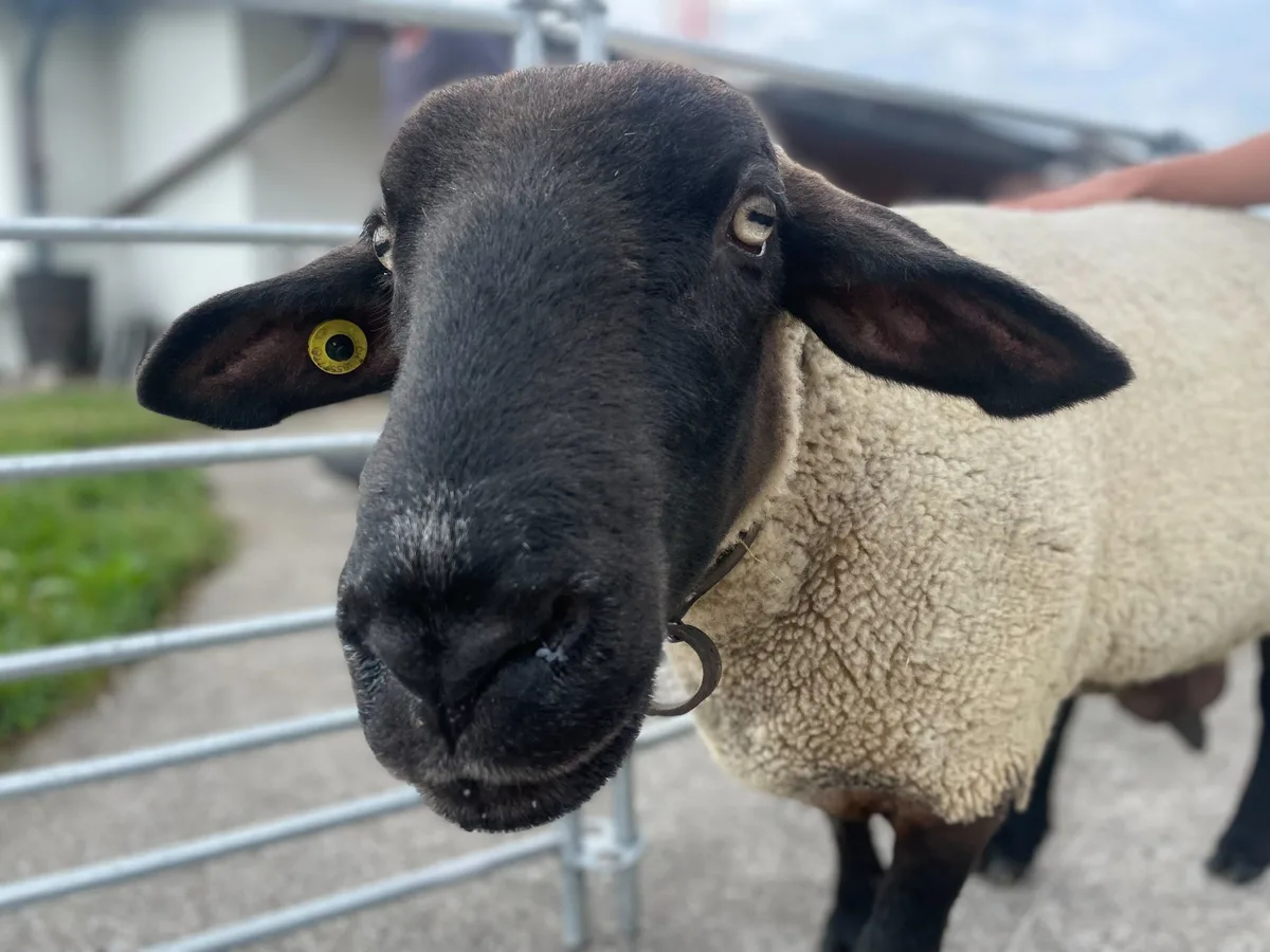 Schaf schaut neugierig in die Kamera.